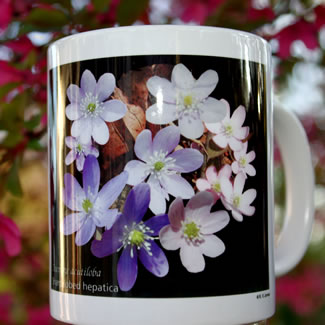 mug ds-141 hepatica 7020.jpg